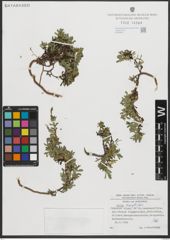 Foto von Salix serpyllifolia Scop.